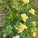 Hameau Fleuri וילה