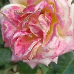 Hameau Fleuri וילה *