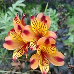 Hameau Fleuri