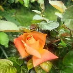 Hameau Fleuri וילה *
