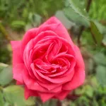 Hameau Fleuri * Pierrefitte-en-Auge