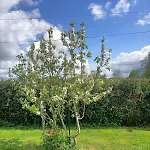 Hameau Fleuri * Pierrefitte-en-Auge