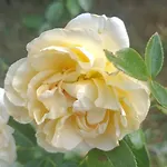 Hameau Fleuri וילה