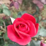 Hameau Fleuri וילה *