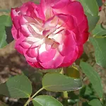 Hameau Fleuri וילה Pierrefitte-en-Auge