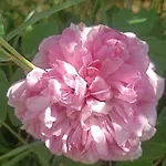 Hameau Fleuri * Pierrefitte-en-Auge