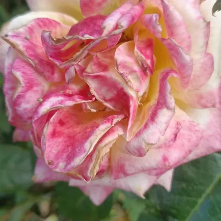 Hameau Fleuri Βίλα *