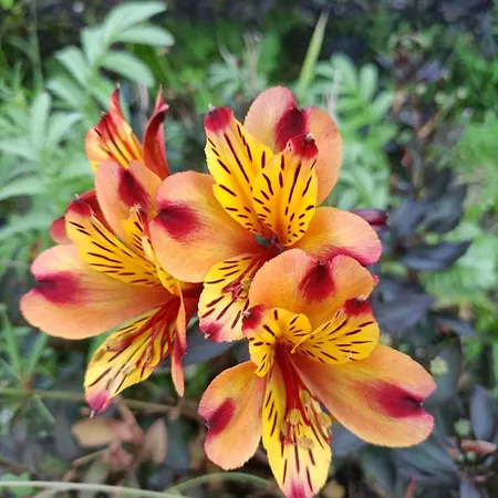 Hameau Fleuri