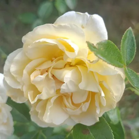 Hameau Fleuri Villa