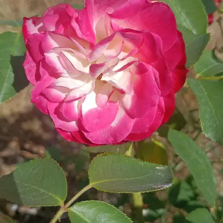 Hameau Fleuri Villa Pierrefitte-en-Auge