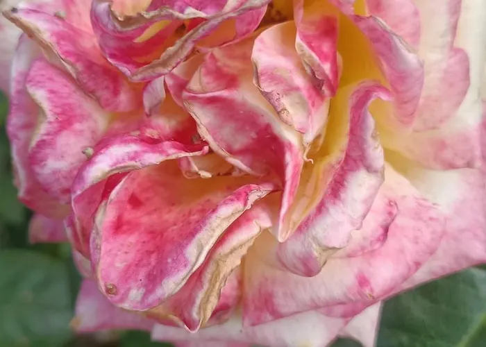 Hameau Fleuri Βίλα *