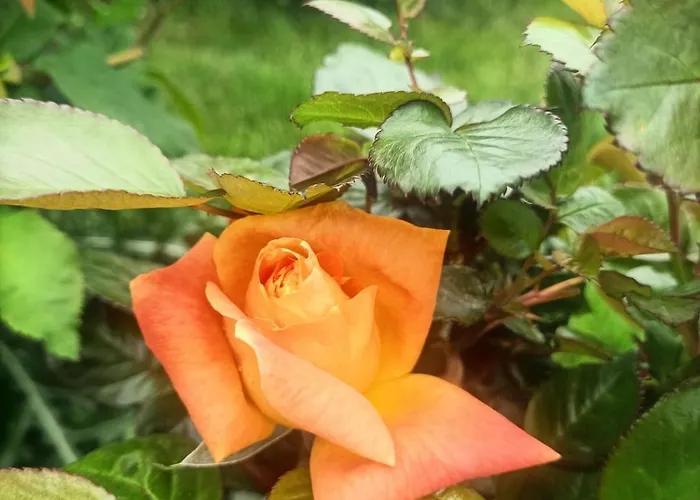 Hameau Fleuri Βίλα *