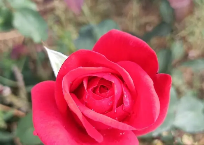 Hameau Fleuri Βίλα *