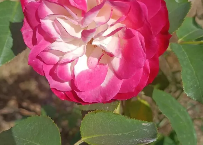 Hameau Fleuri Βίλα Pierrefitte-en-Auge